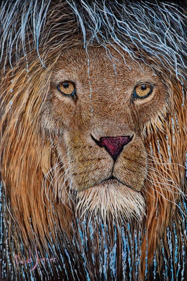 This lion was on David Joyner's bucket list of animals.